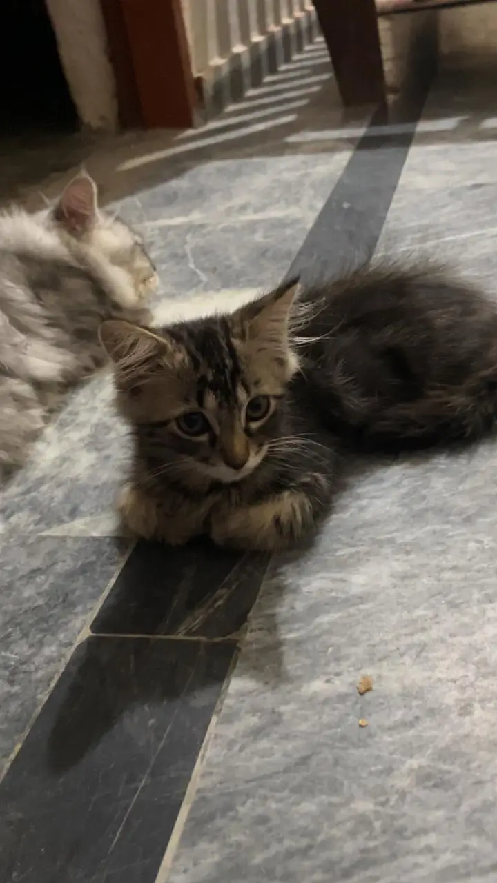 Three kittens for sale — photo 2