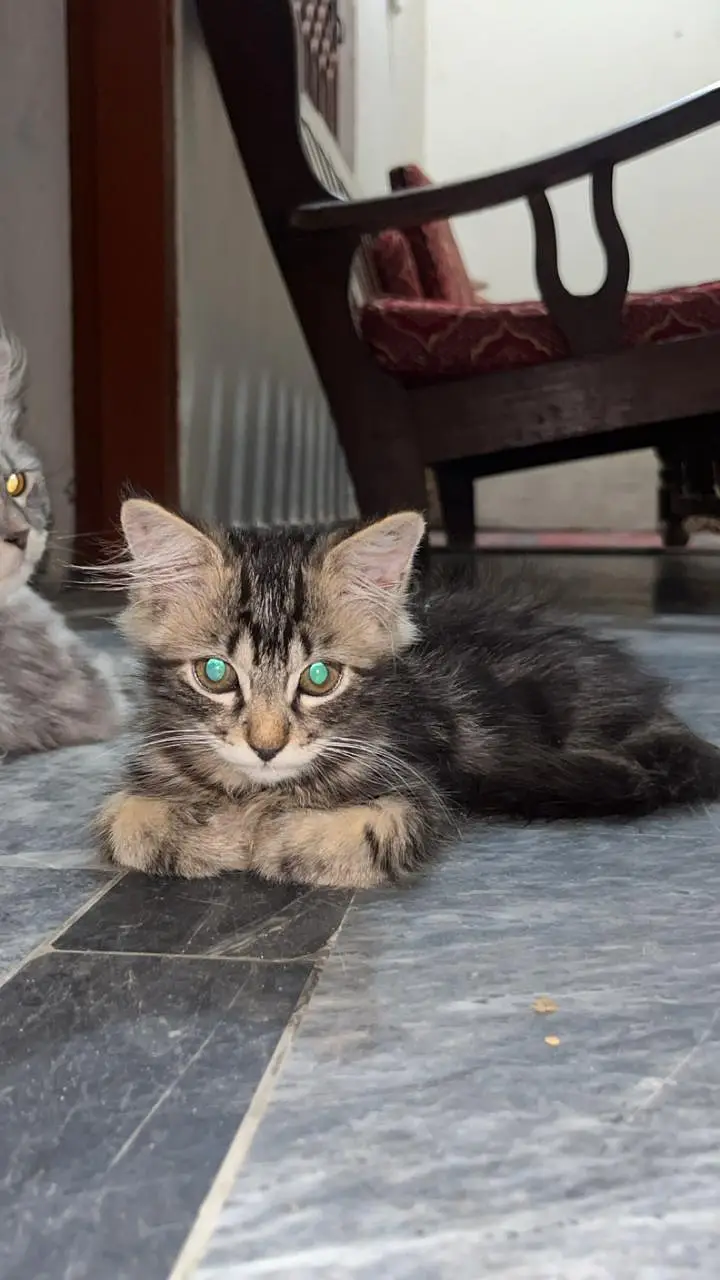 Three kittens for sale — photo 3