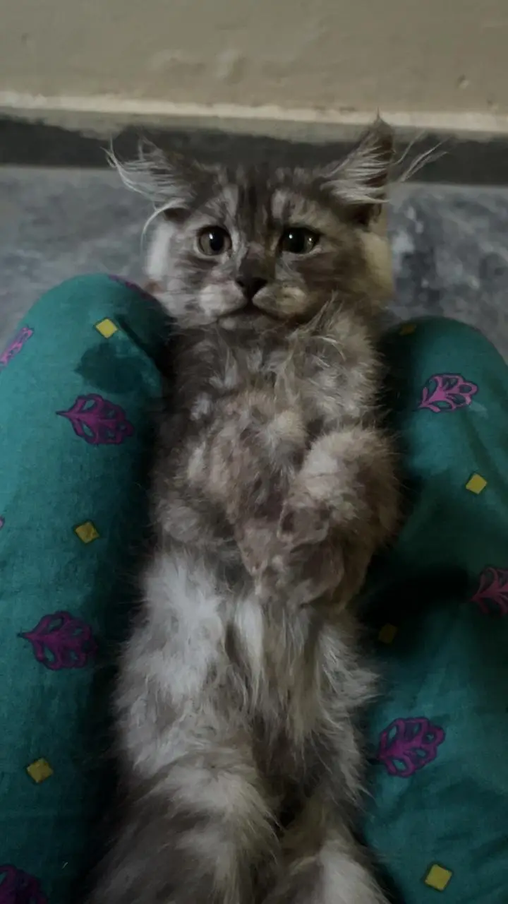 Three kittens for sale — photo 4