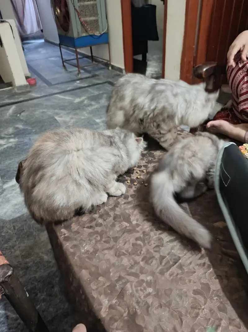 Three kittens for sale — photo 5