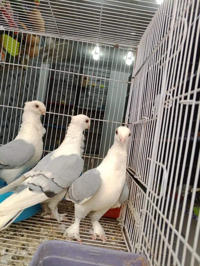 all kind of pigeons and birds
