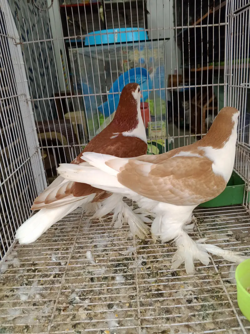 all kind of pigeons and birds — photo 4