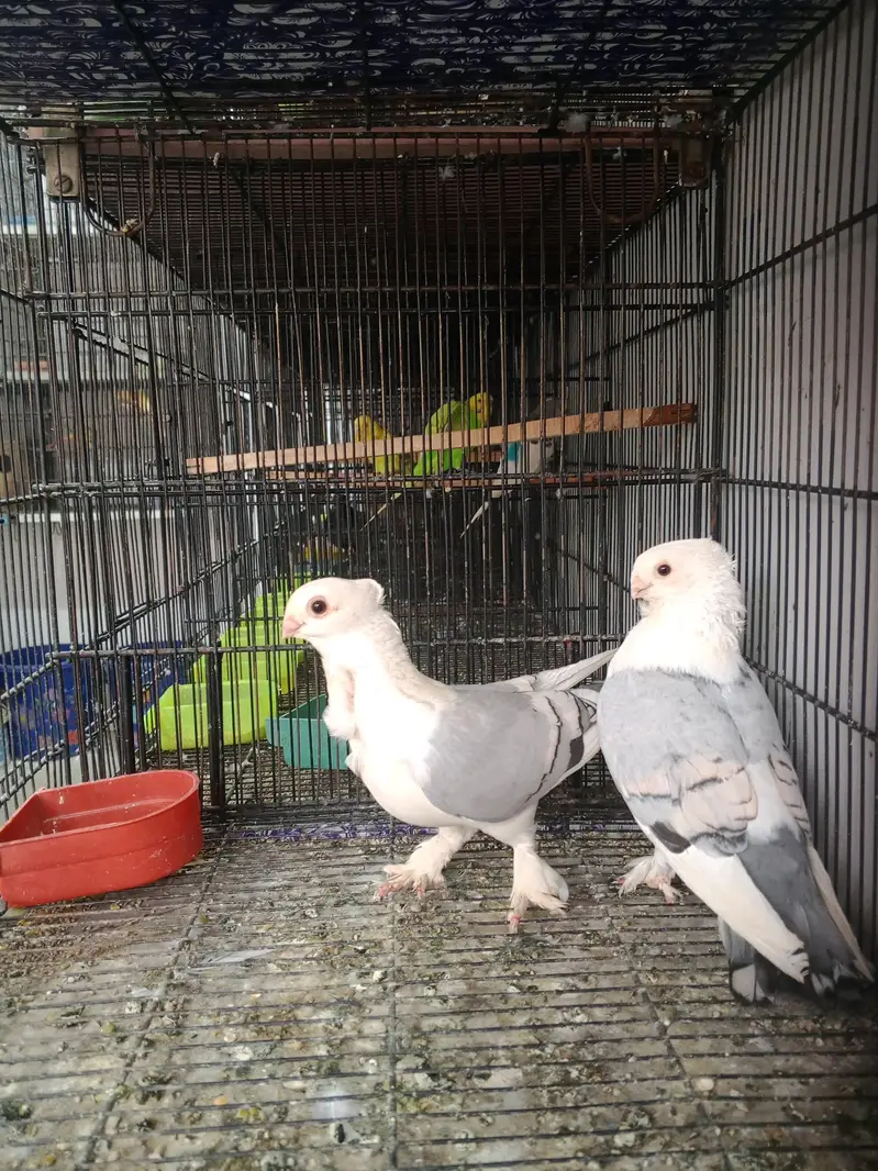 all kind of pigeons and birds — photo 5