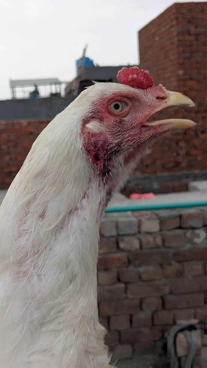 Aseel Heera paper white or black muska male for sale — photo 3