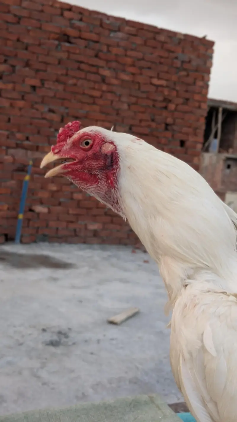 Aseel Heera paper white or black muska male for sale — photo 7