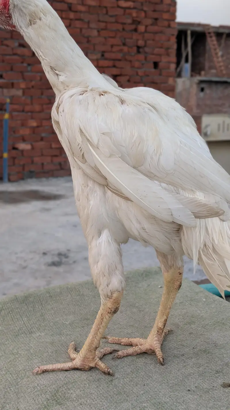 Aseel Heera paper white or black muska male for sale — photo 9