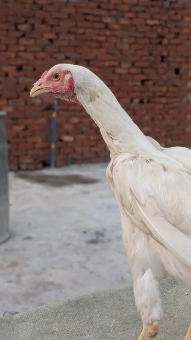 Aseel Heera paper white or black muska male for sale — photo 10