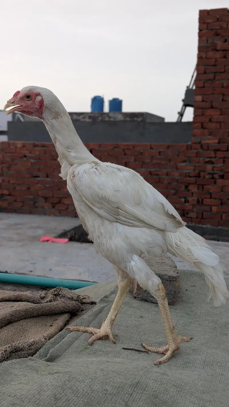 Aseel Heera paper white or black muska male for sale — photo 11