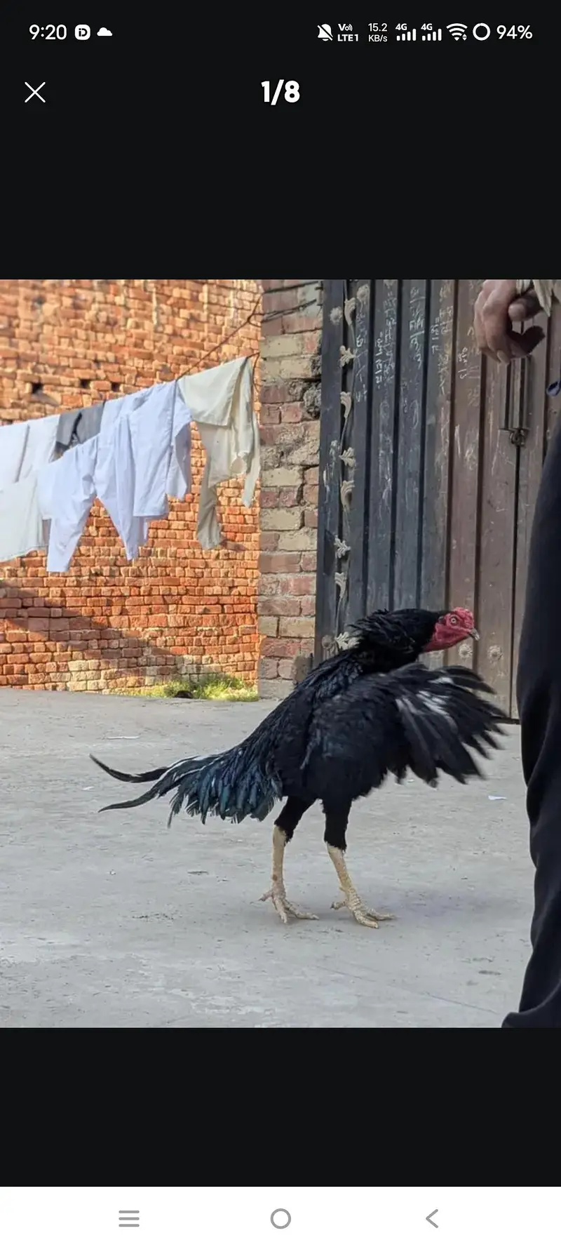 Aseel Heera paper white or black muska male for sale — photo 12