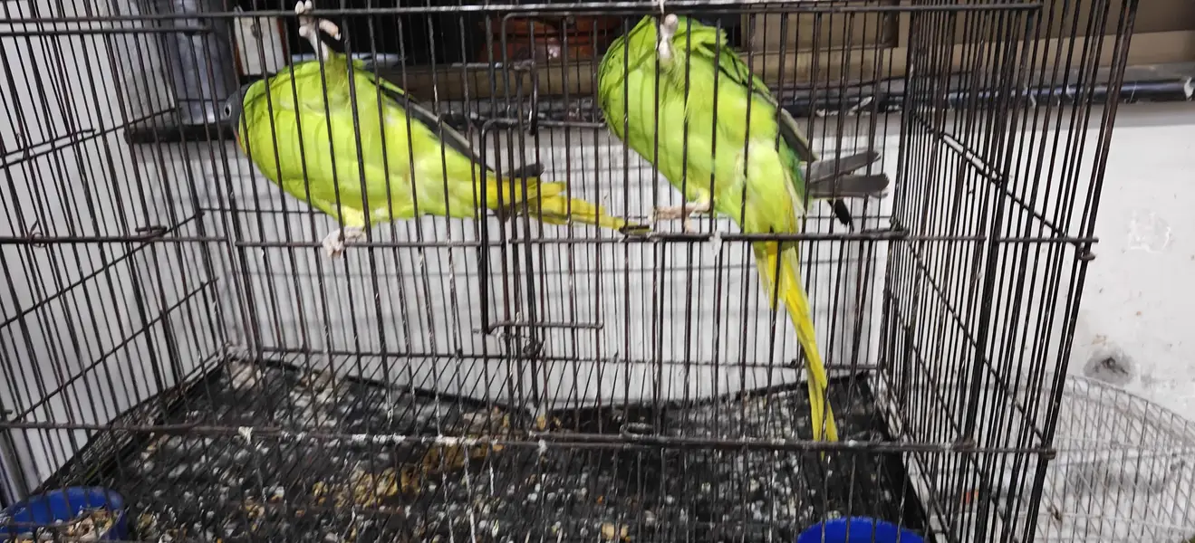 plum head Single confirm breeder female for sale — photo 4