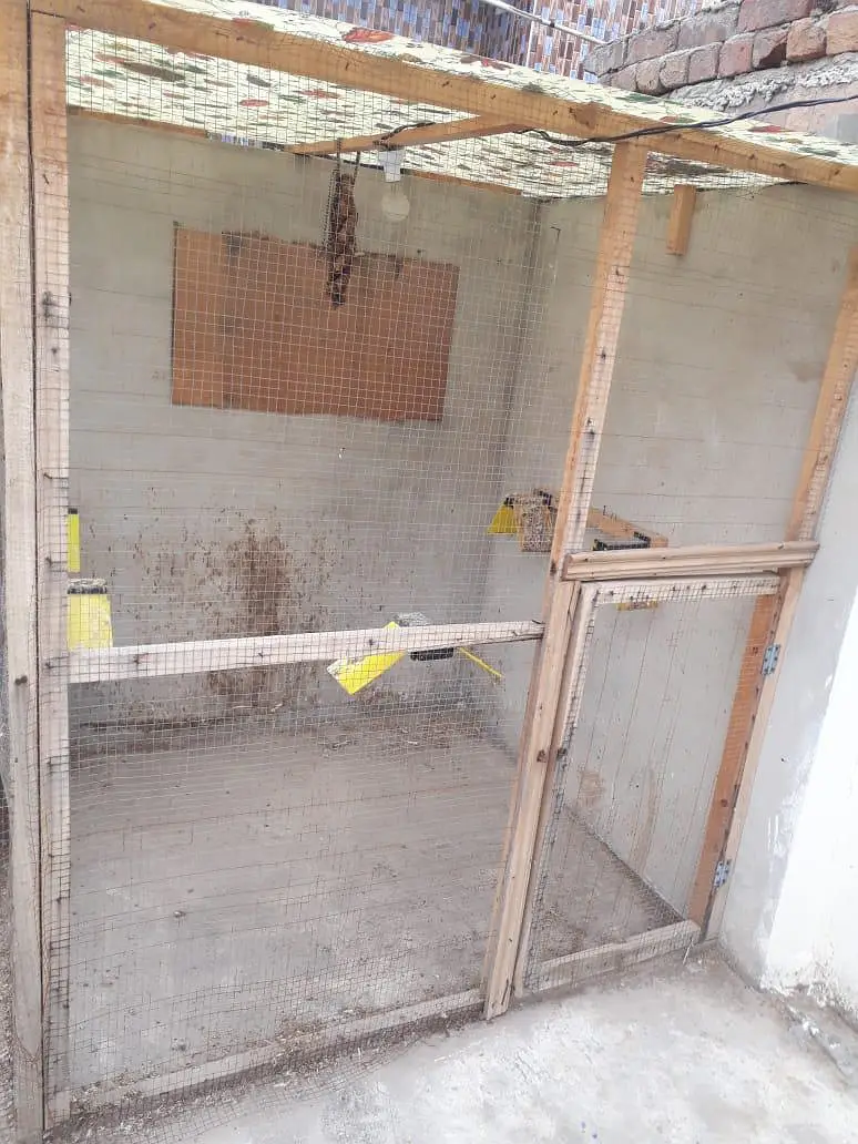 2 wooden cage (pinjra) for sell with accessories — photo 2