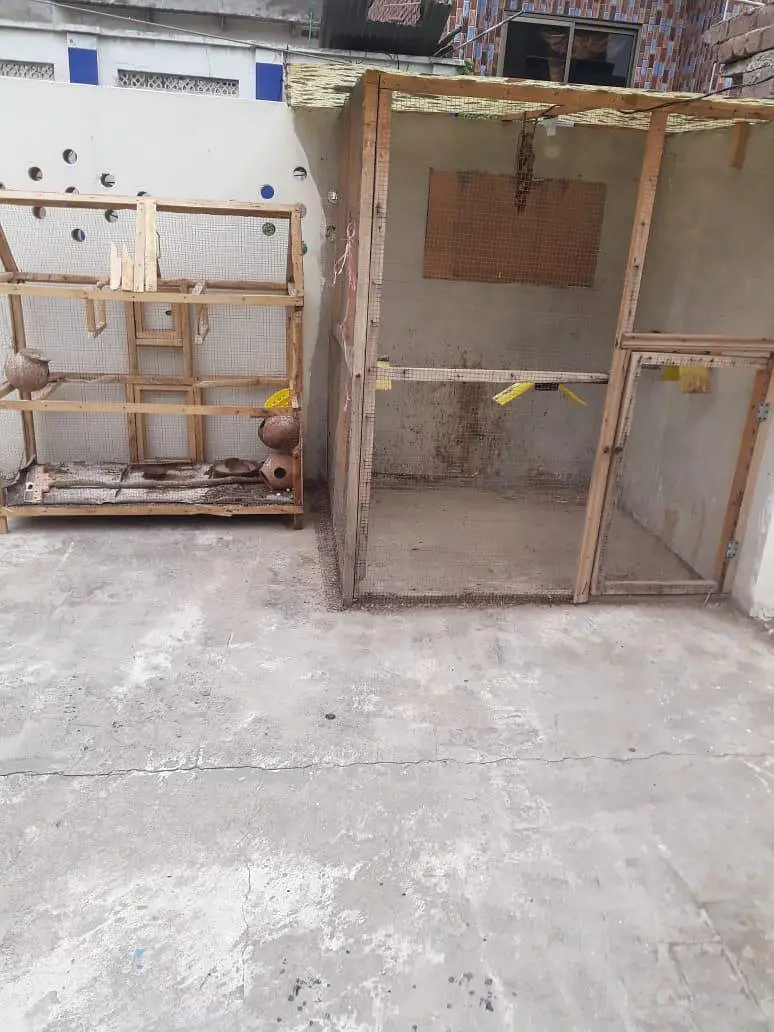 2 wooden cage (pinjra) for sell with accessories — photo 3
