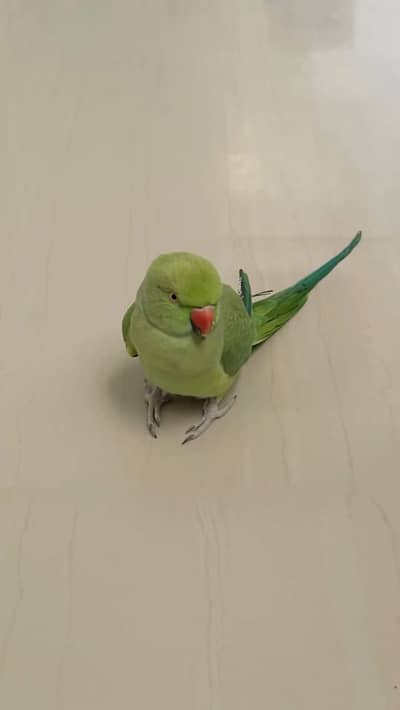 Pahadi parrot