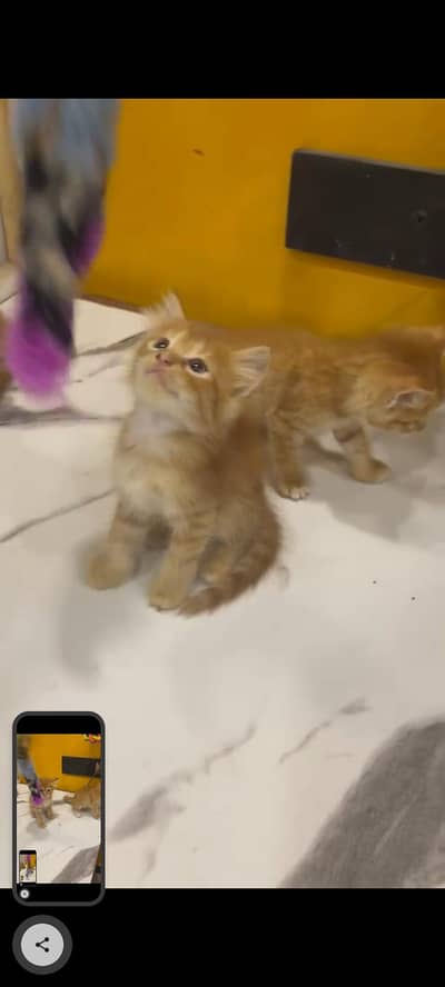 KITTENS FOR SALE