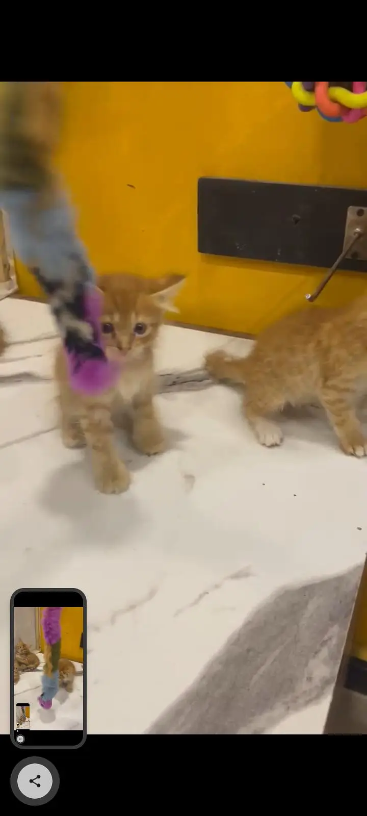 KITTENS FOR SALE — photo 2