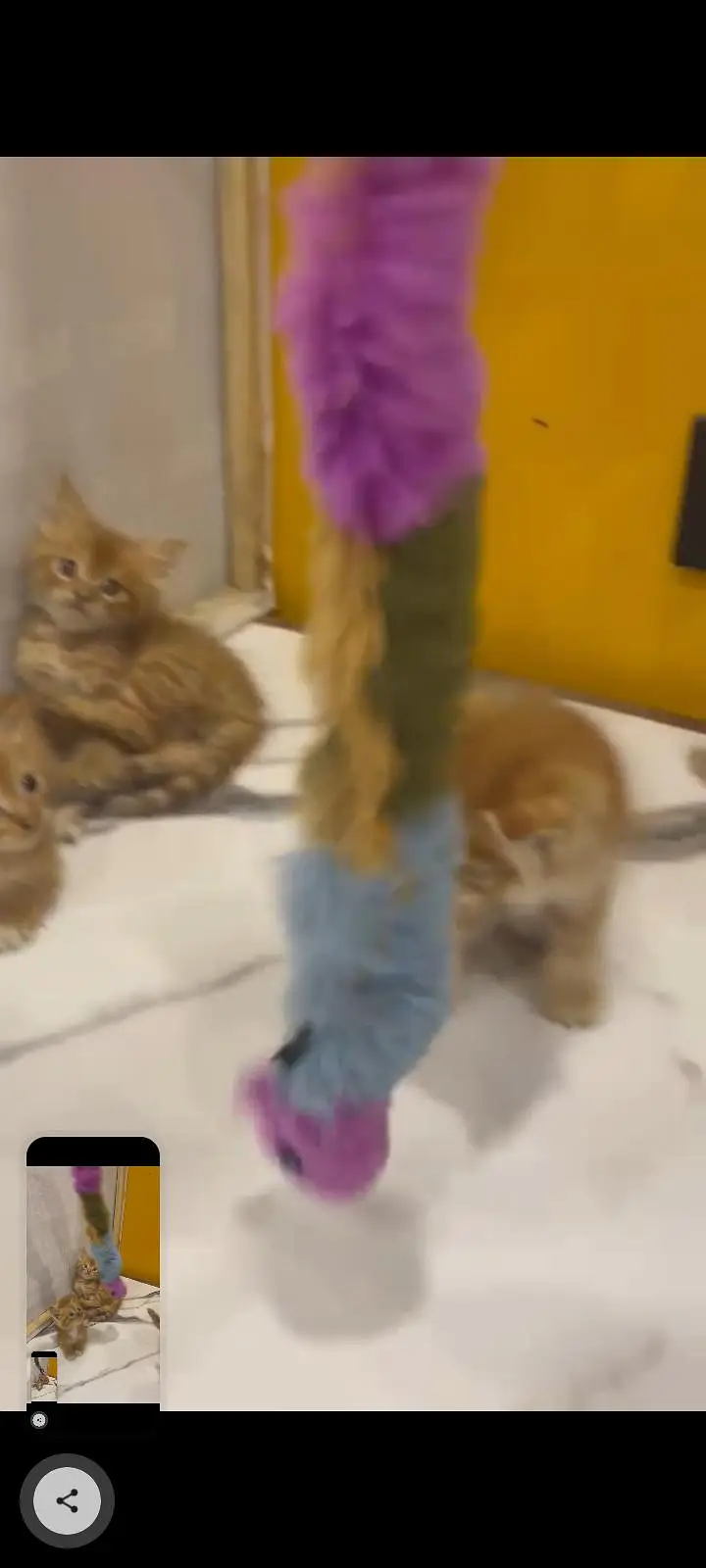 KITTENS FOR SALE — photo 3