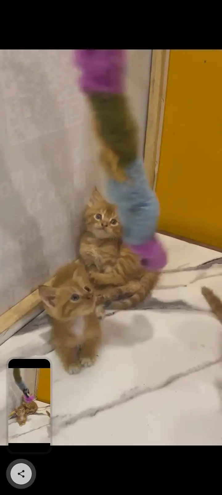 KITTENS FOR SALE — photo 4