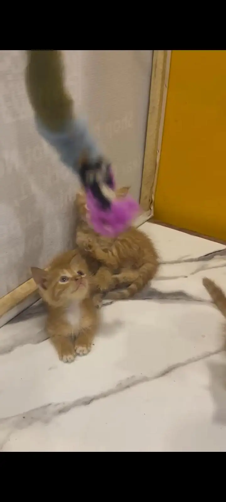KITTENS FOR SALE — photo 5