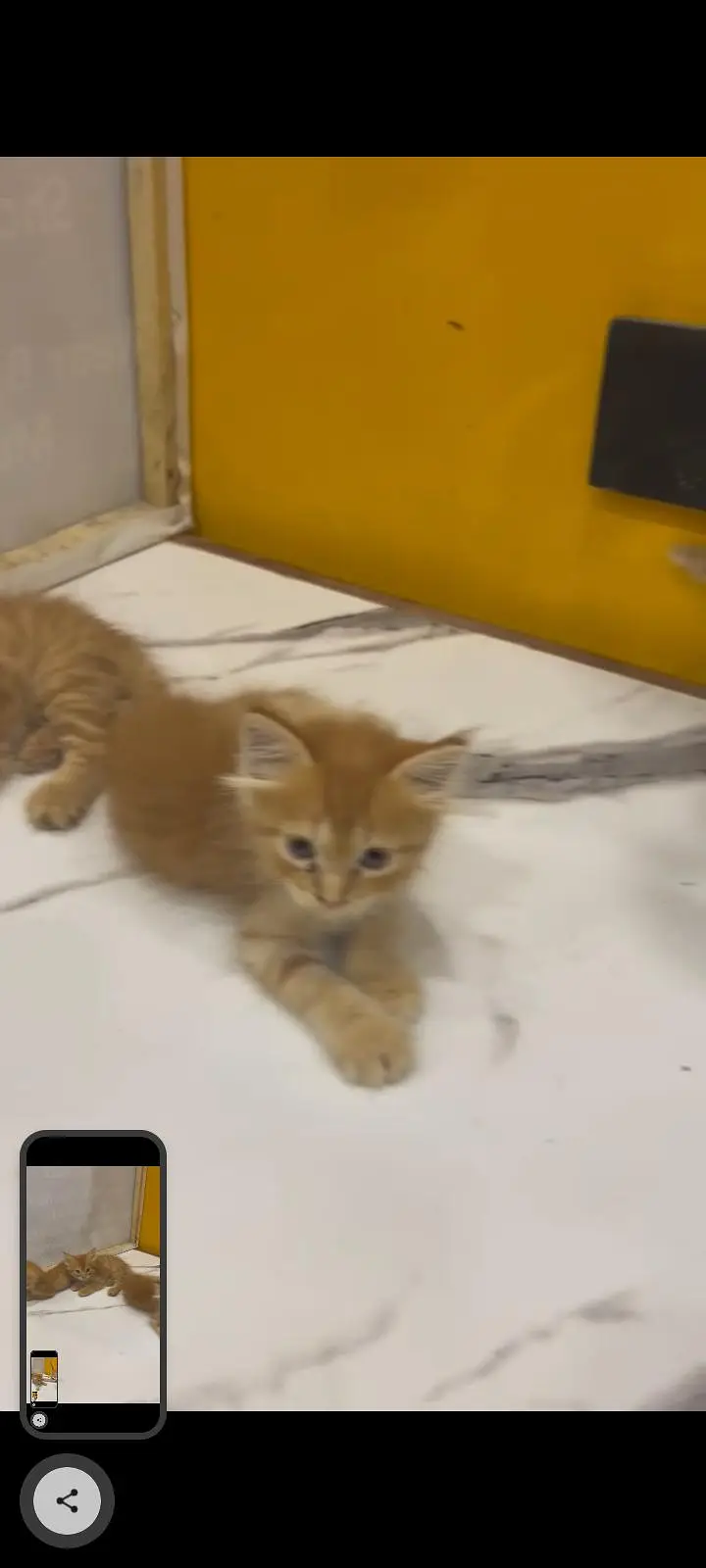 KITTENS FOR SALE — photo 7