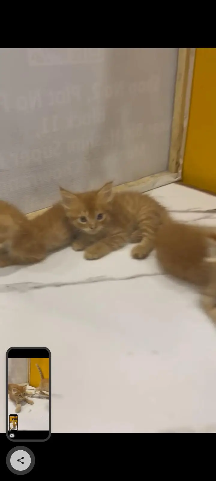 KITTENS FOR SALE — photo 8
