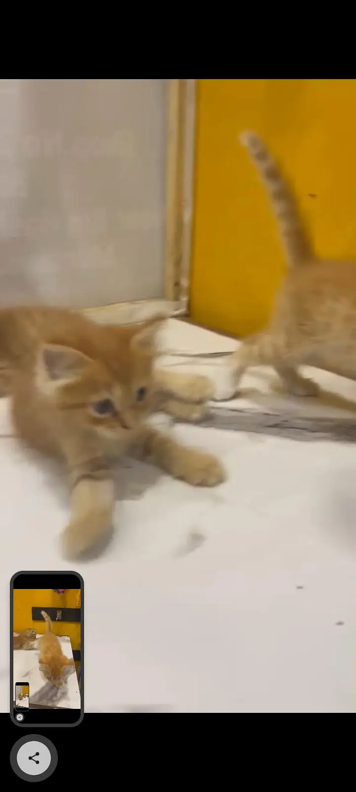 KITTENS FOR SALE — photo 9
