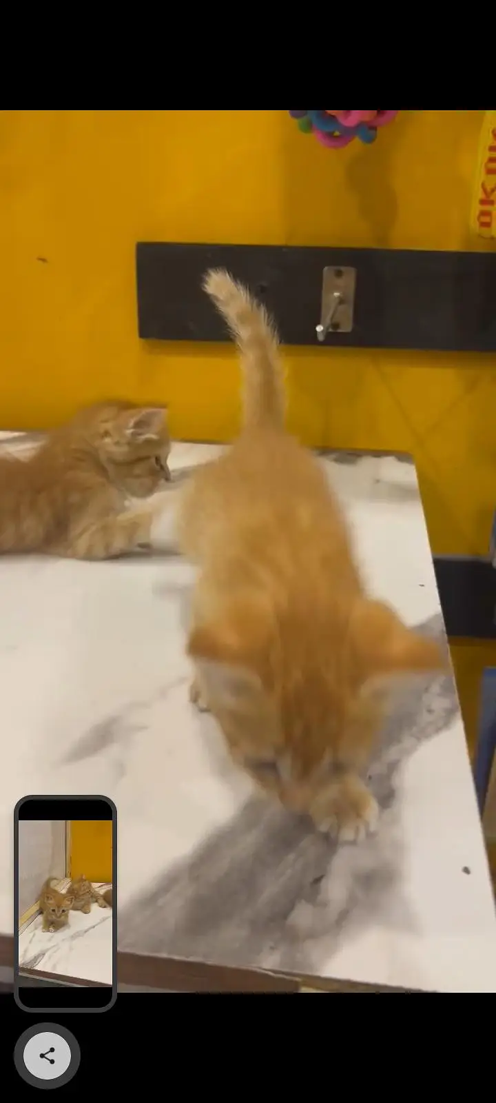 KITTENS FOR SALE — photo 10