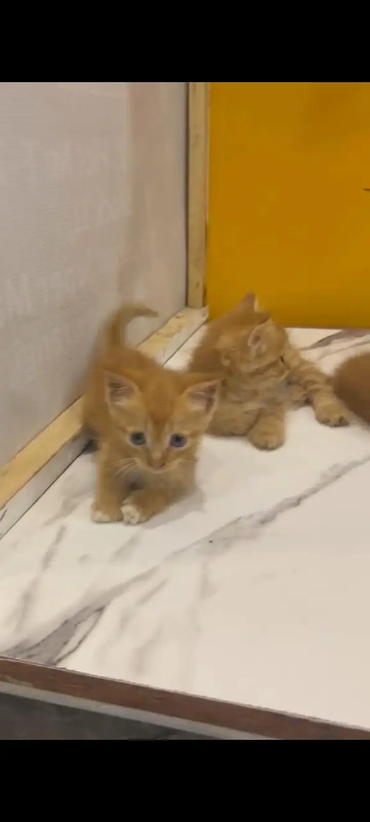 KITTENS FOR SALE — photo 11