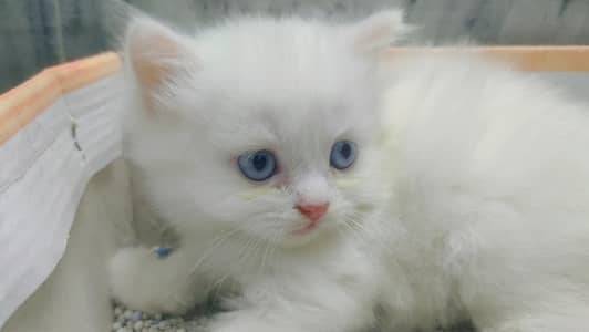 kittens for sale