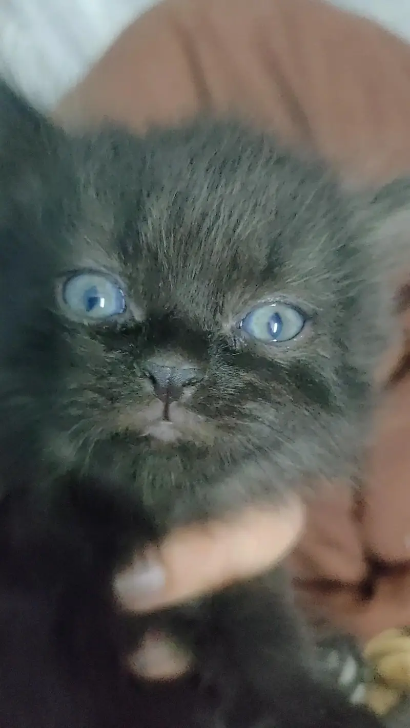kittens for sale — photo 2