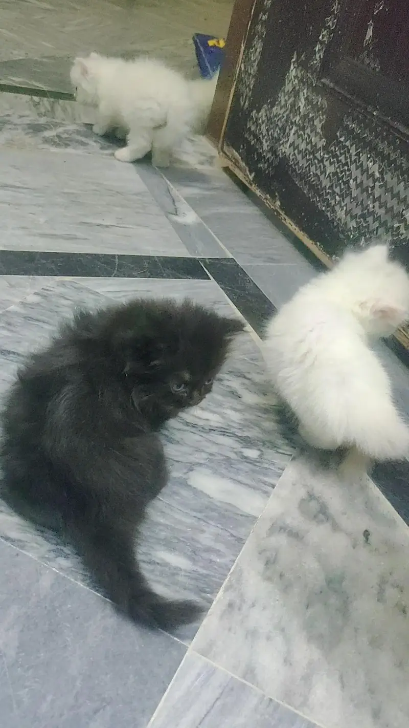 kittens for sale — photo 3