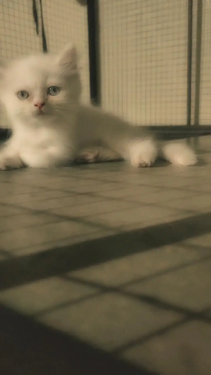 kittens for sale — photo 4