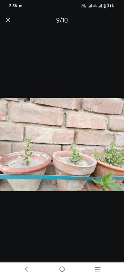 FOR PLANT LOVER