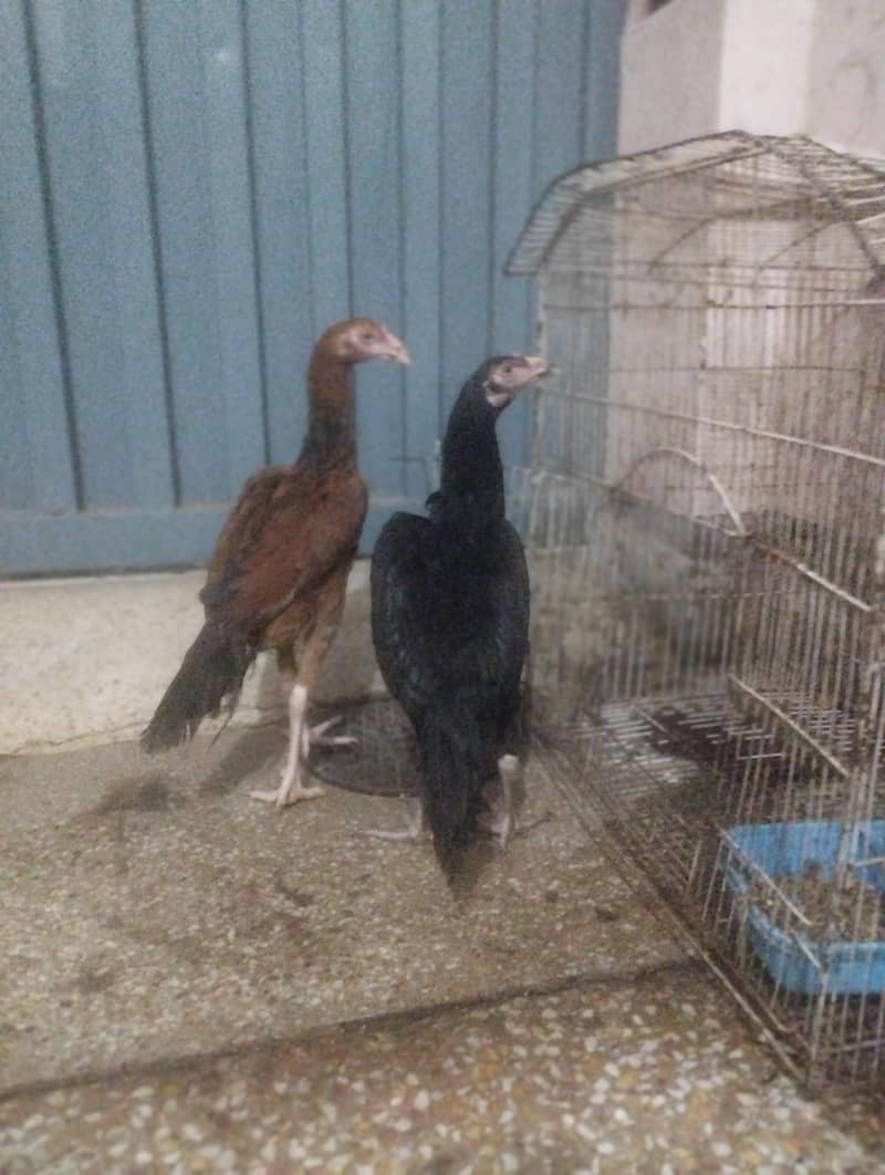aseel murgey 0