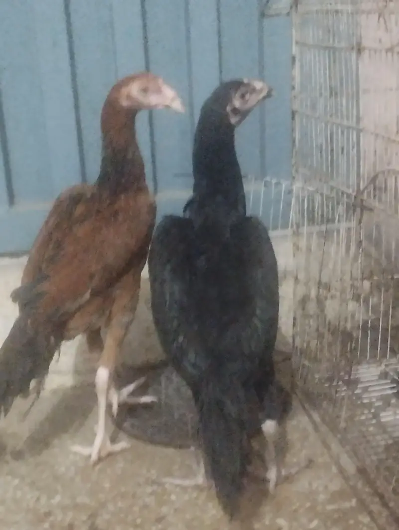 aseel patiya han 2 — photo 2