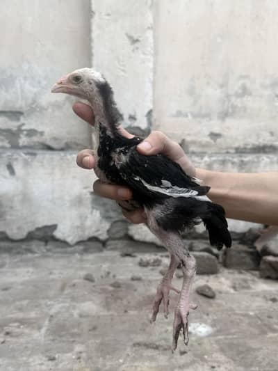 German o shamo chicks