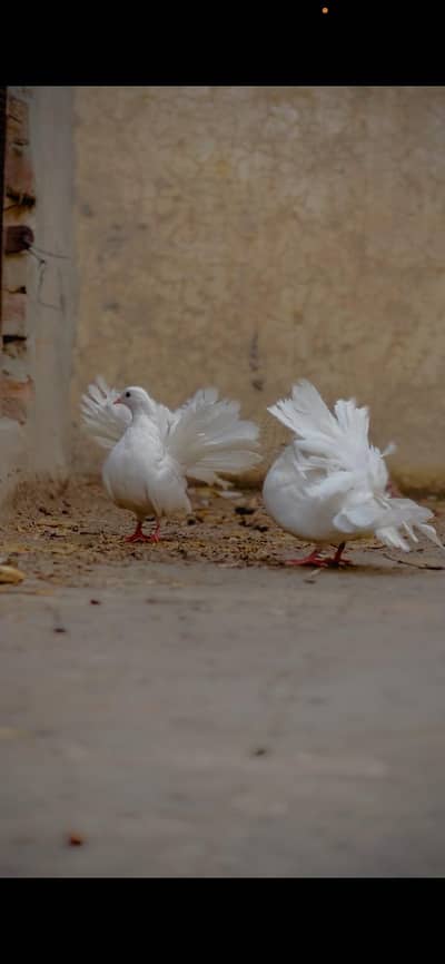 English lacky high quality breeders pairs