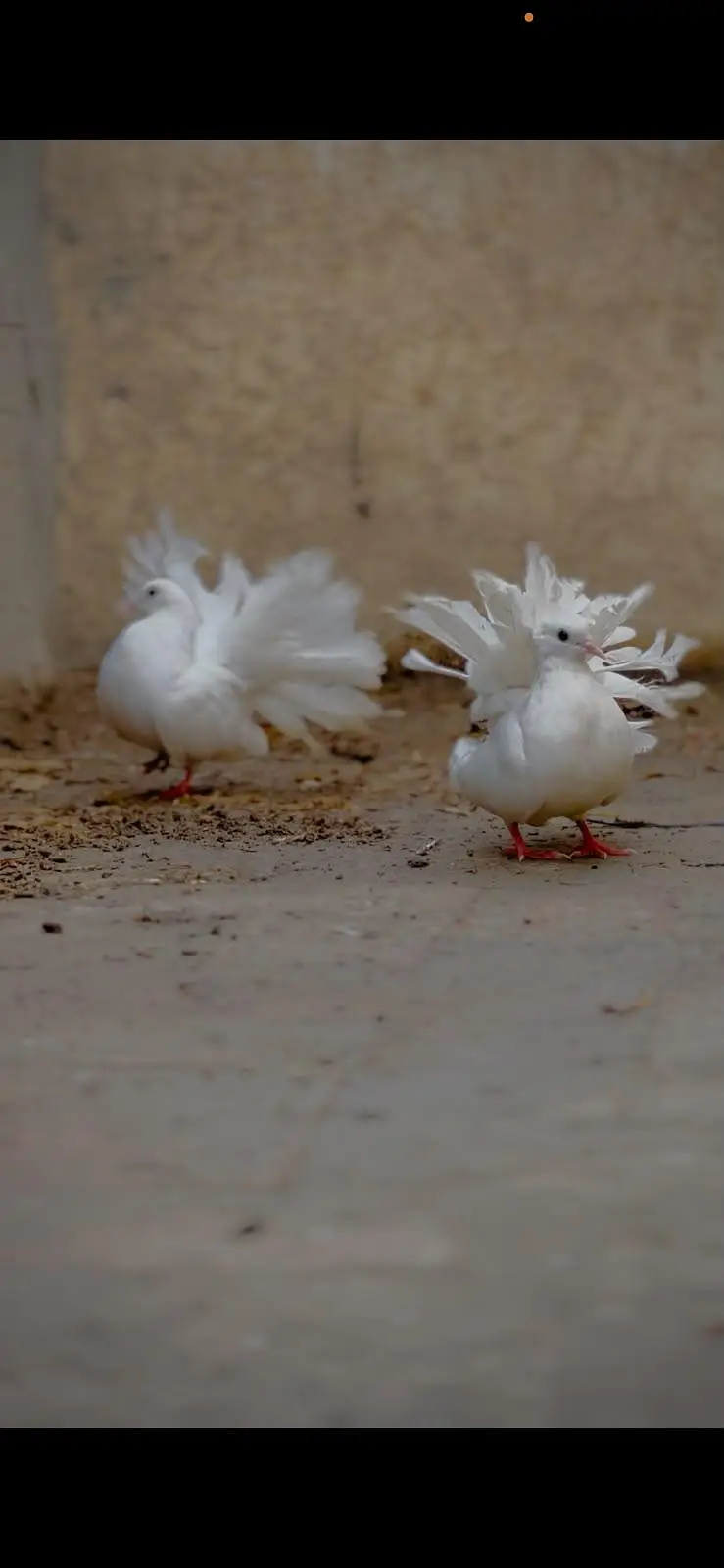 English lacky high quality breeders pairs — photo 3