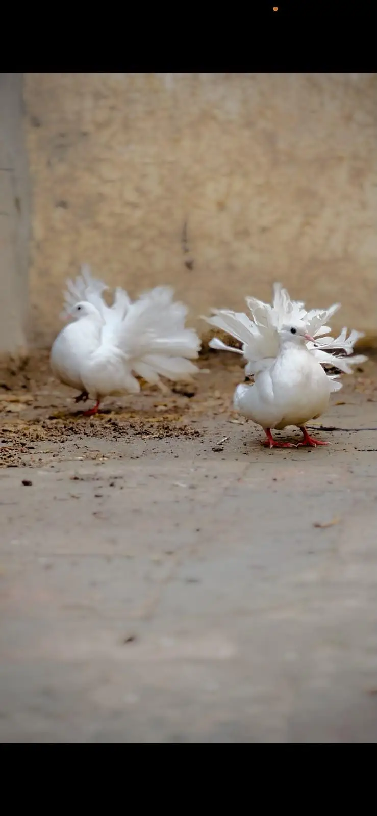 English lacky high quality breeders pairs — photo 4