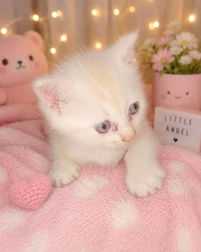 Persian cat
