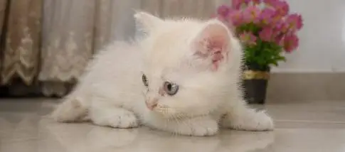Persian cat — photo 4