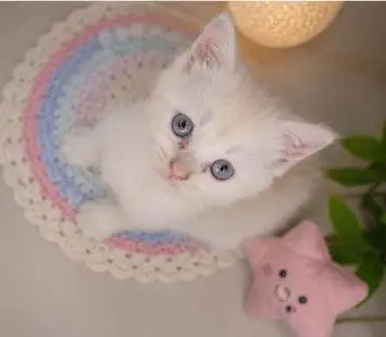 Persian cat — photo 5