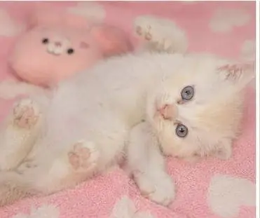 Persian cat — photo 6