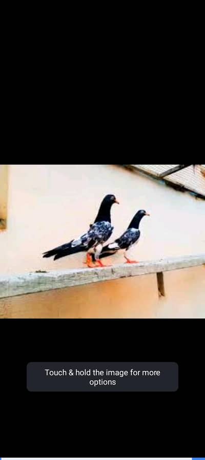 royal taddy pair for sale