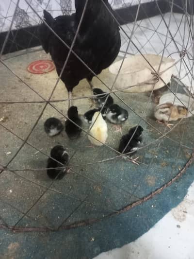 Thai galwa aseel chick for sale