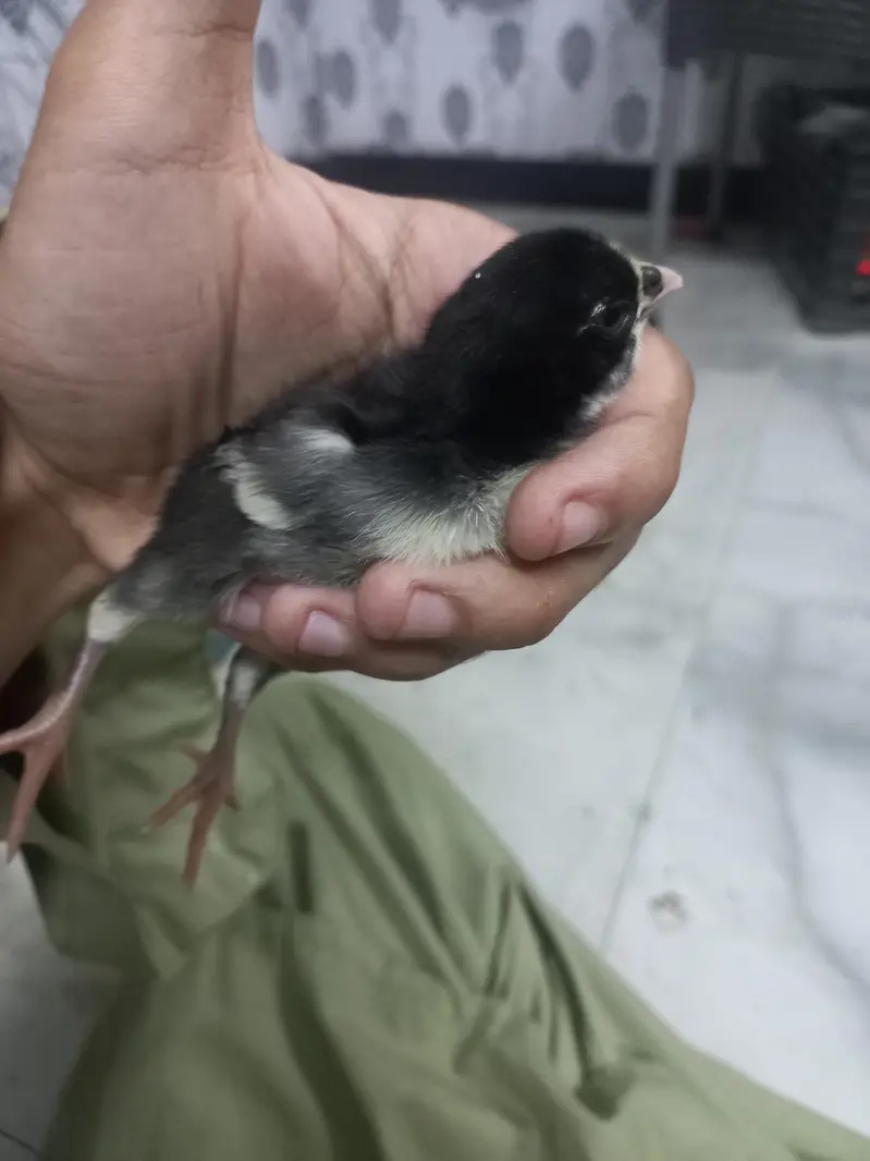 Thai galwa aseel chick for sale — photo 2