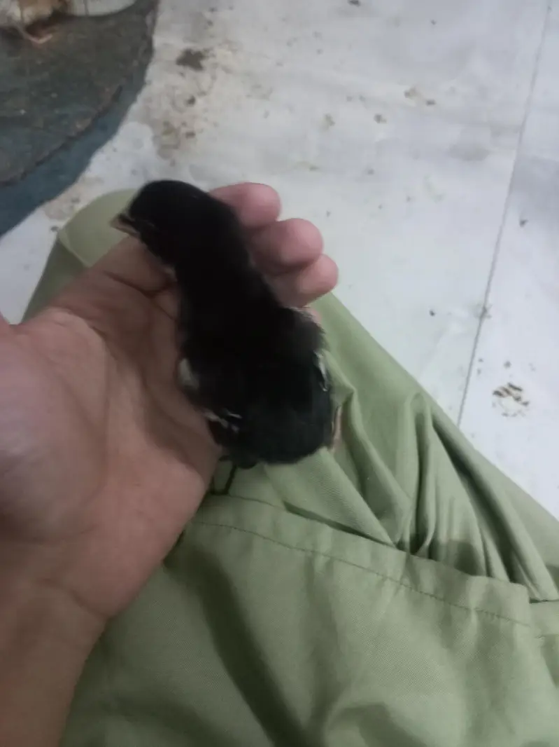 Thai galwa aseel chick for sale — photo 3