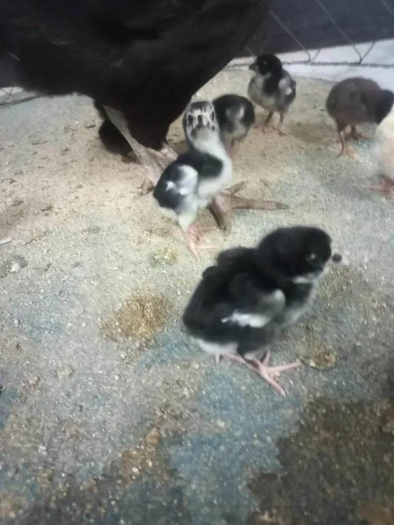 Thai galwa aseel chick for sale — photo 4