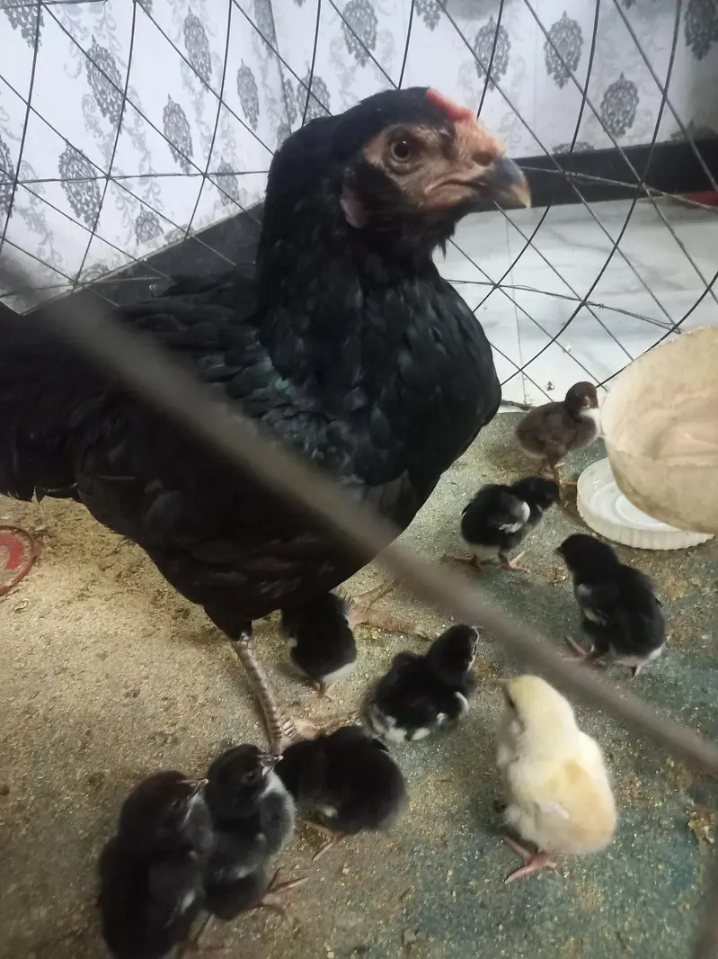 Thai galwa aseel chick for sale — photo 5