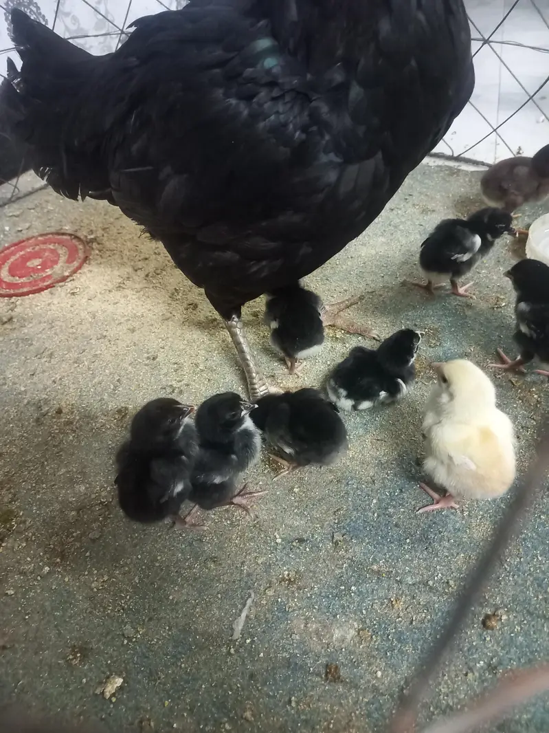 Thai galwa aseel chick for sale — photo 6