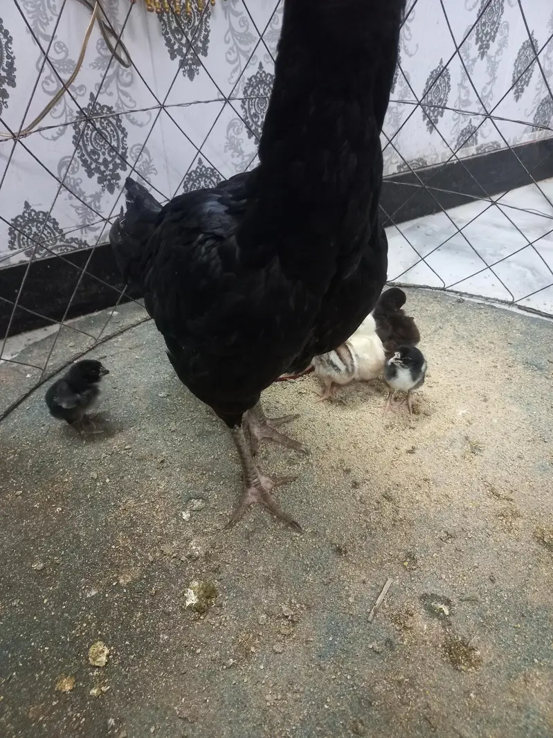 Thai galwa aseel chick for sale — photo 7